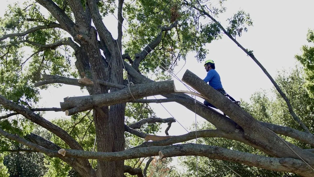 Professional Crown Thinning performed by certified arborists in Ledbetter